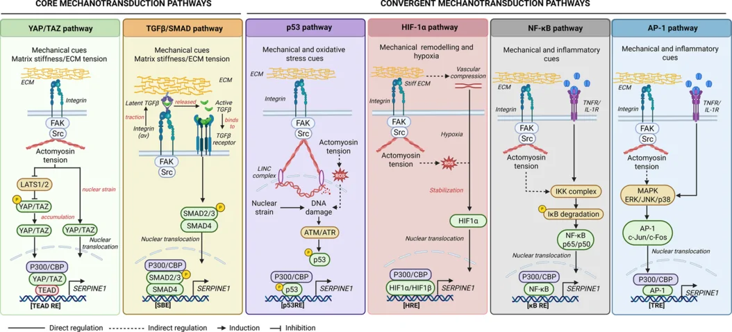 Figure 1. Mechanotransduction‐associated transcriptional regulation of SERPINE1.