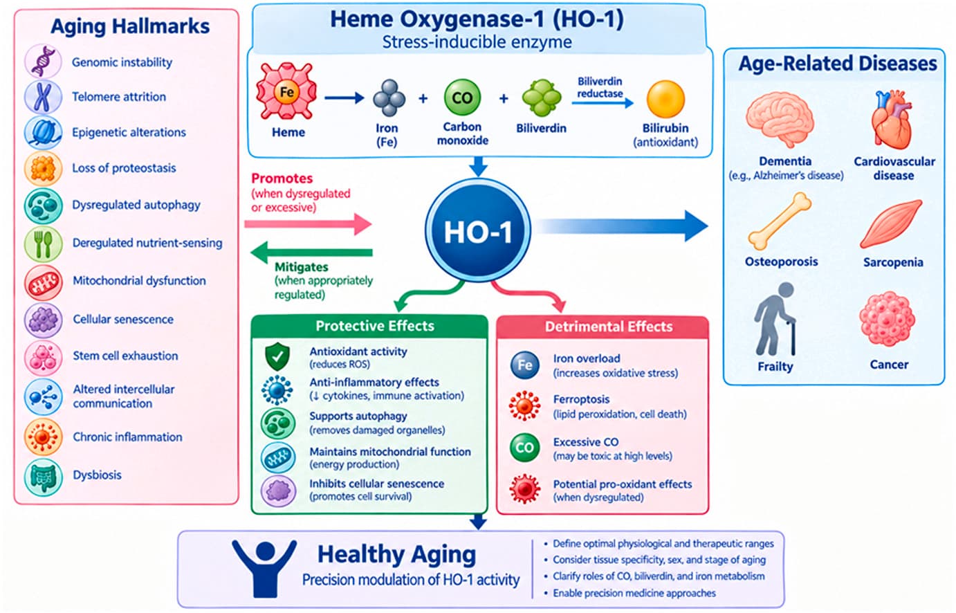 Graphical abstract from Archives of Biochemistry and Biophysics