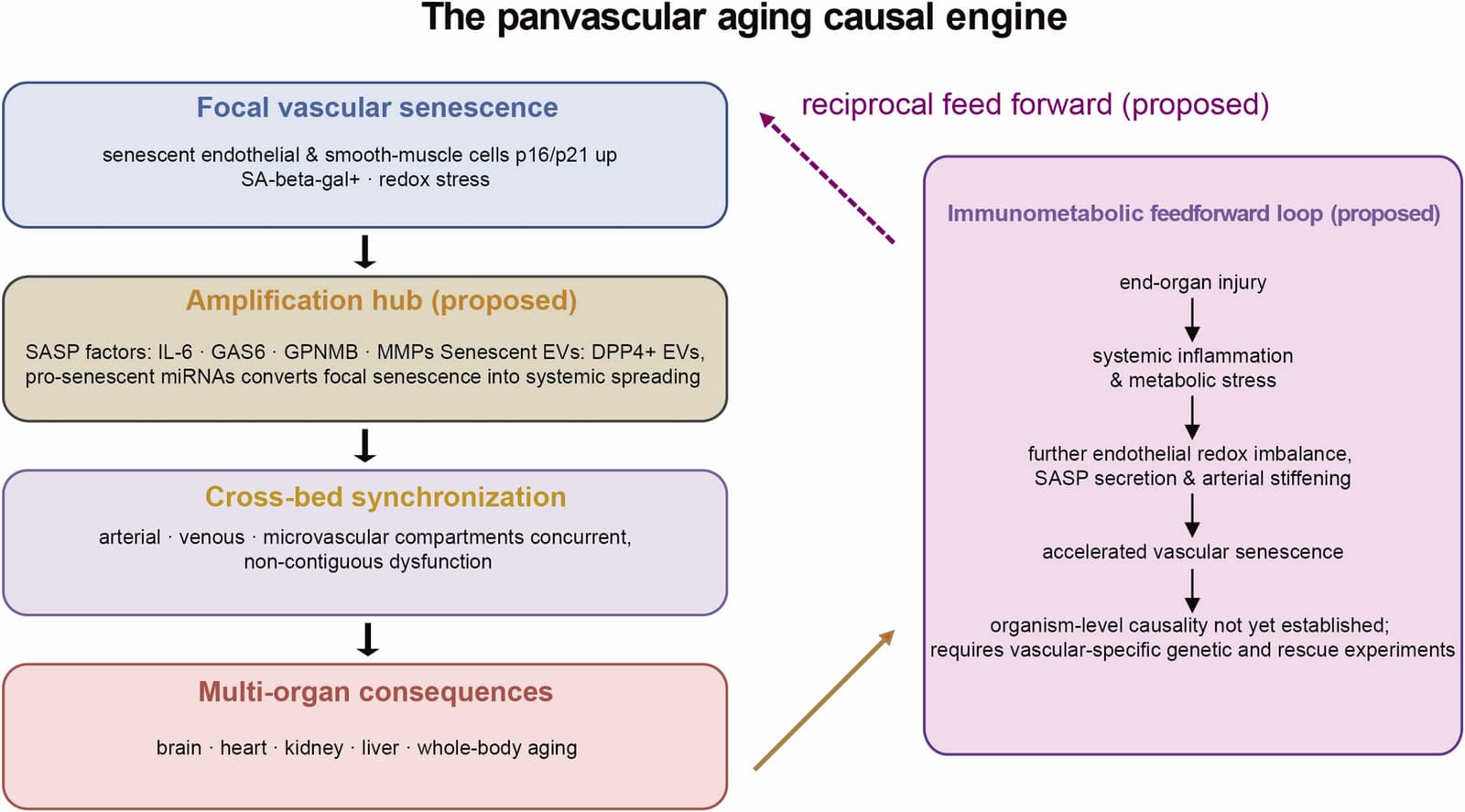 Figure 1 from Ageing Research Reviews