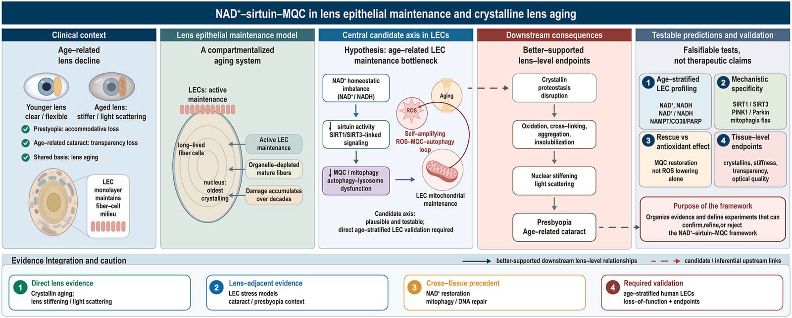 Graphical abstract from Experimental Eye Research