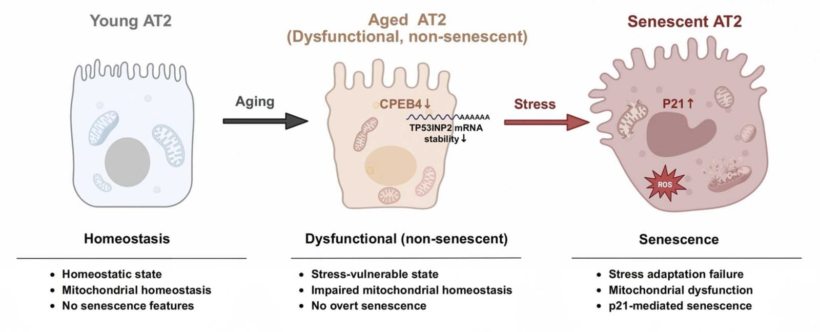 Graphical abstract from Mechanisms of Ageing and Development