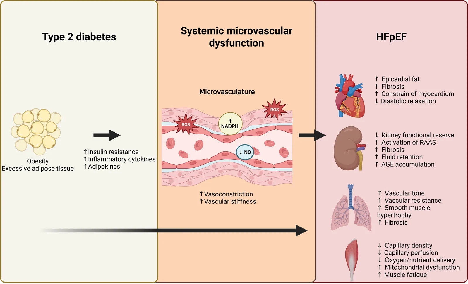 Fig. 1. Role of the metabolic syndrome and its effect on systemic microvascular dysfunction and HFpEF.