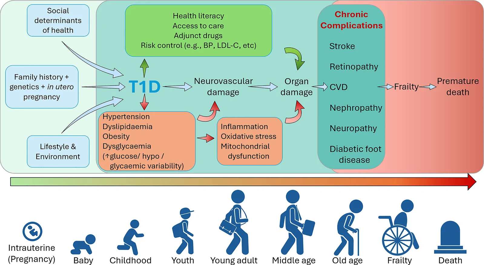 Fig. 1. Pathophysiology and risk factors for CVD in people with T1D over the life course.