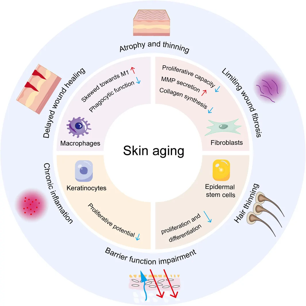 Figure 1. Major phenotypic features of skin aging and functional alterations in principal skin cell types.