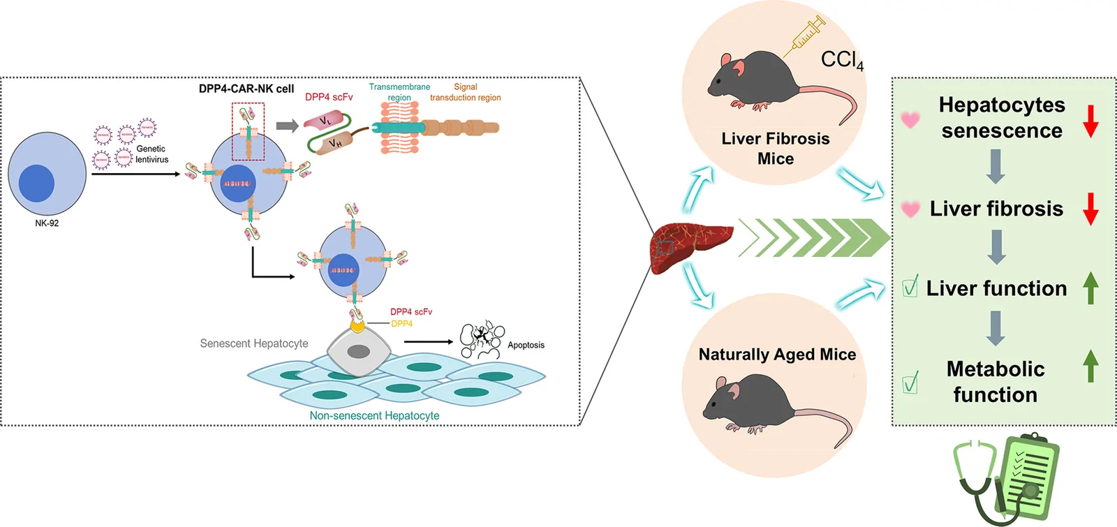Graphical abstract from Acta Pharmaceutica Sinica B