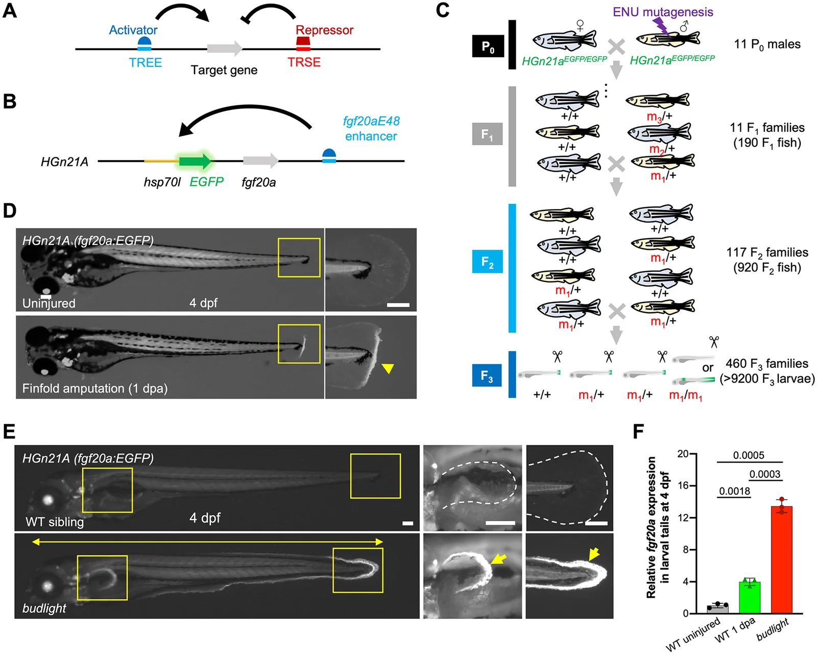 Fig 1. ENU mutagenesis identifies a mutation that increases fgf20a-directed expression at the degenerating fin fold.