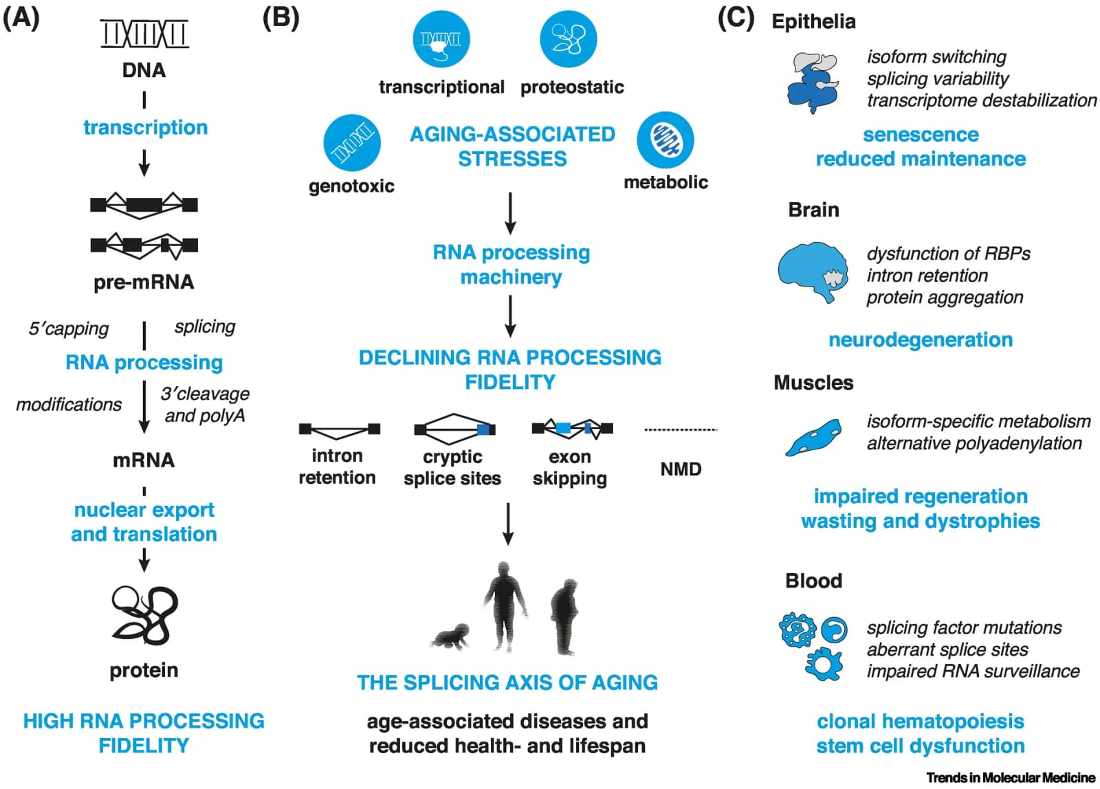 Figure 1 from Trends in Molecular Medicine