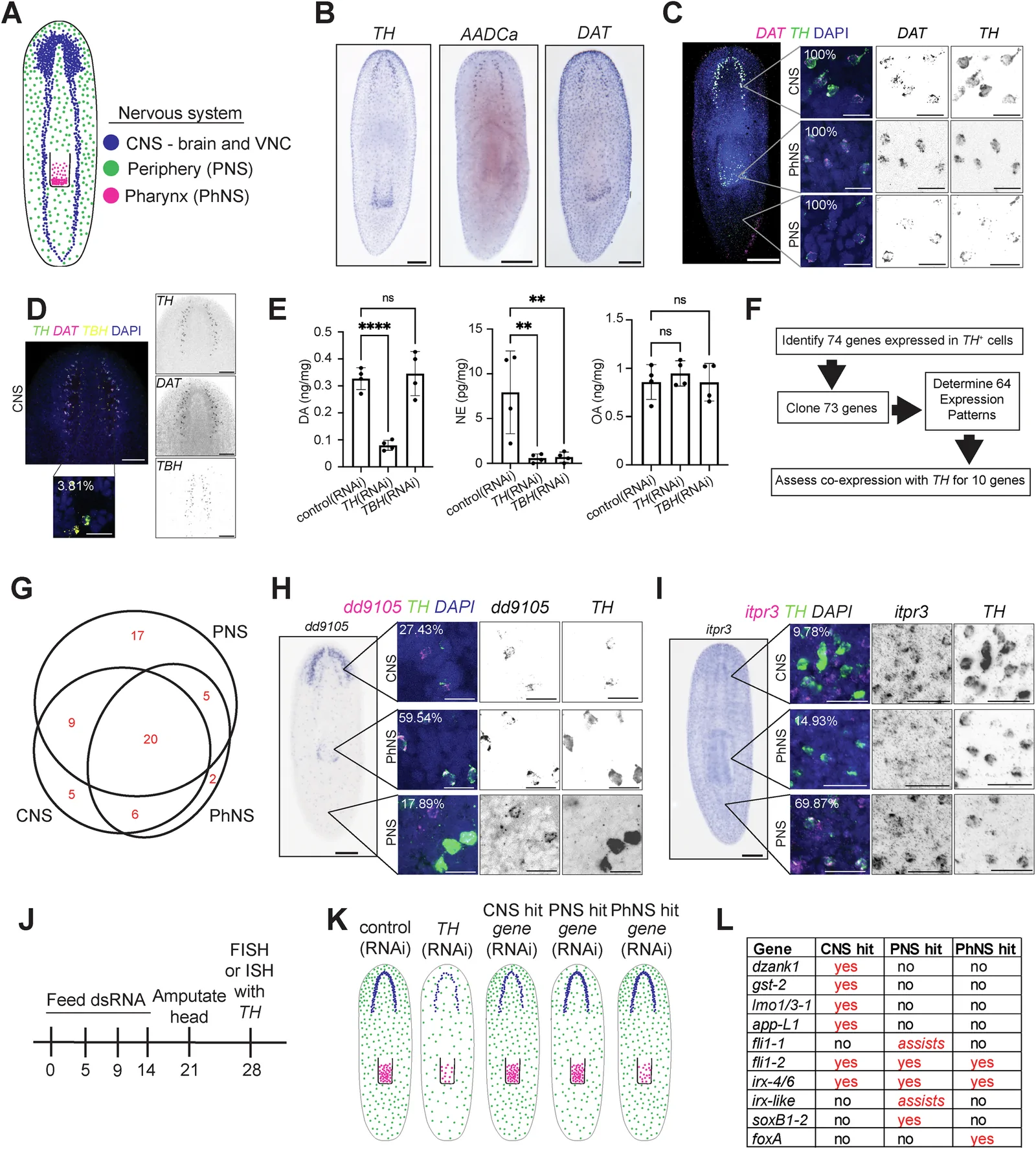 Fig. 1. A transcriptomic approach to identifying genes responsible for the regeneration of dopaminergic neurons in planarians.