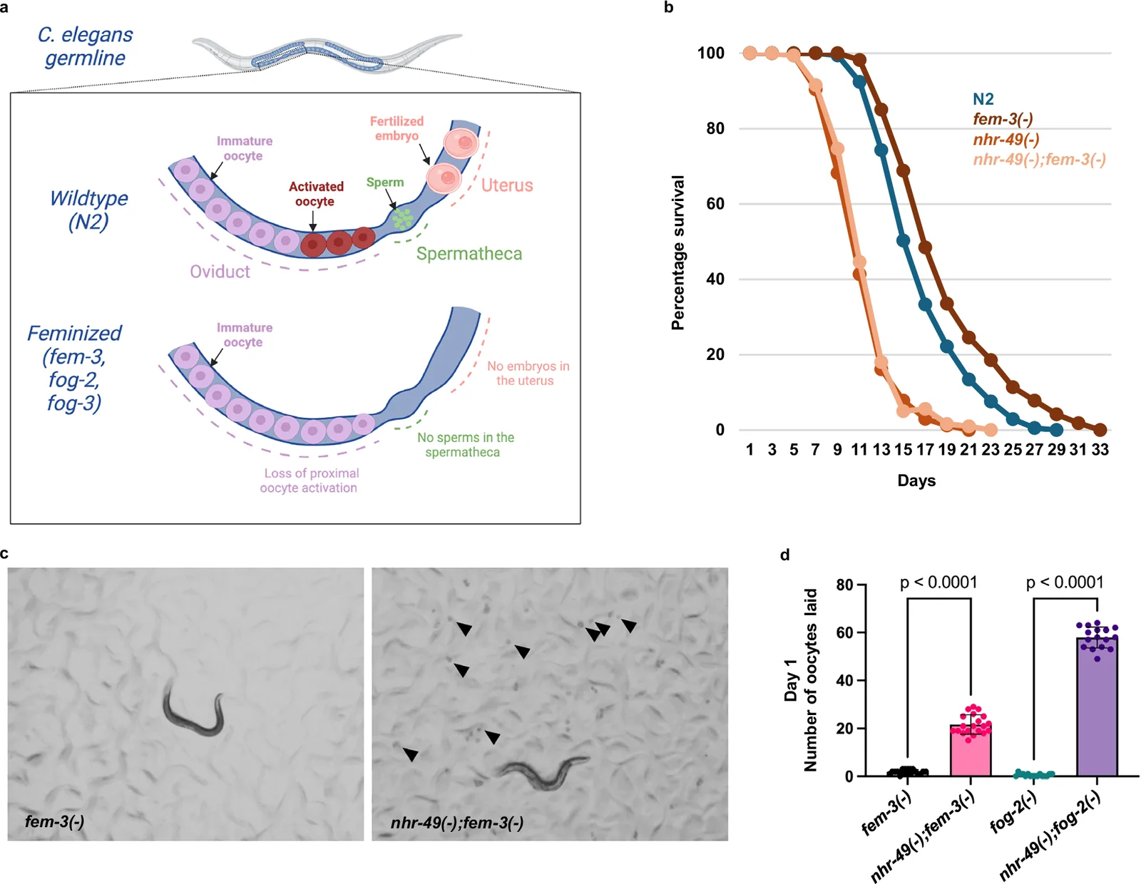 Fig. 1. Loss of NHR-49 shortens lifespan and induces oocyte ovulation in feminized worms.
