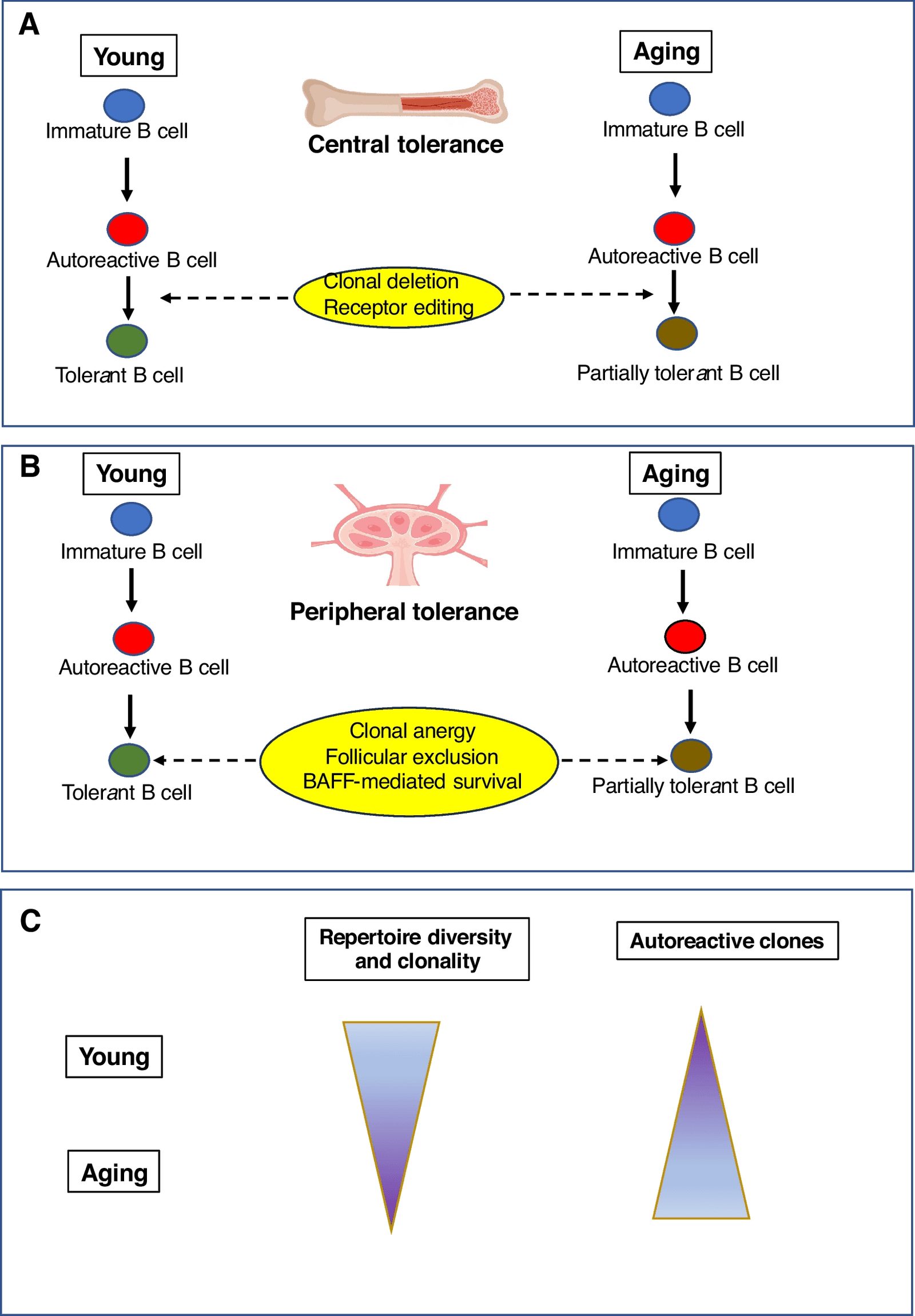 Figure 1 from GeroScience