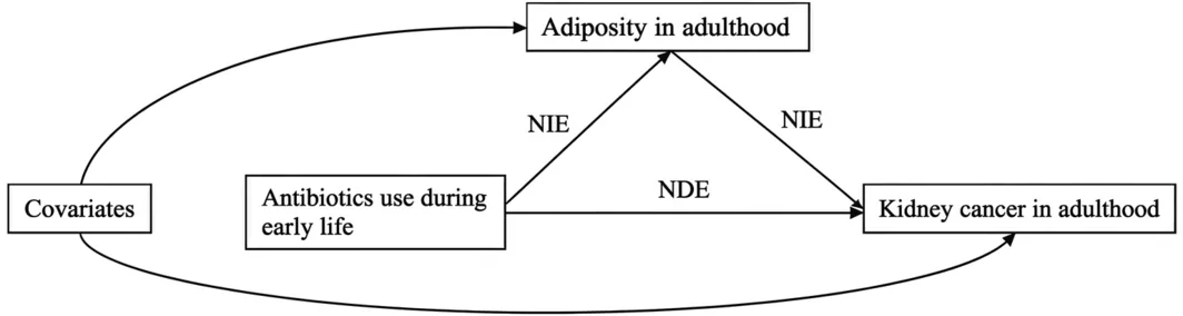 Figure 1. Conceptual diagram of the potential mediating role of adult adiposity in the association between LRAU during early life and kidney cancer risk.