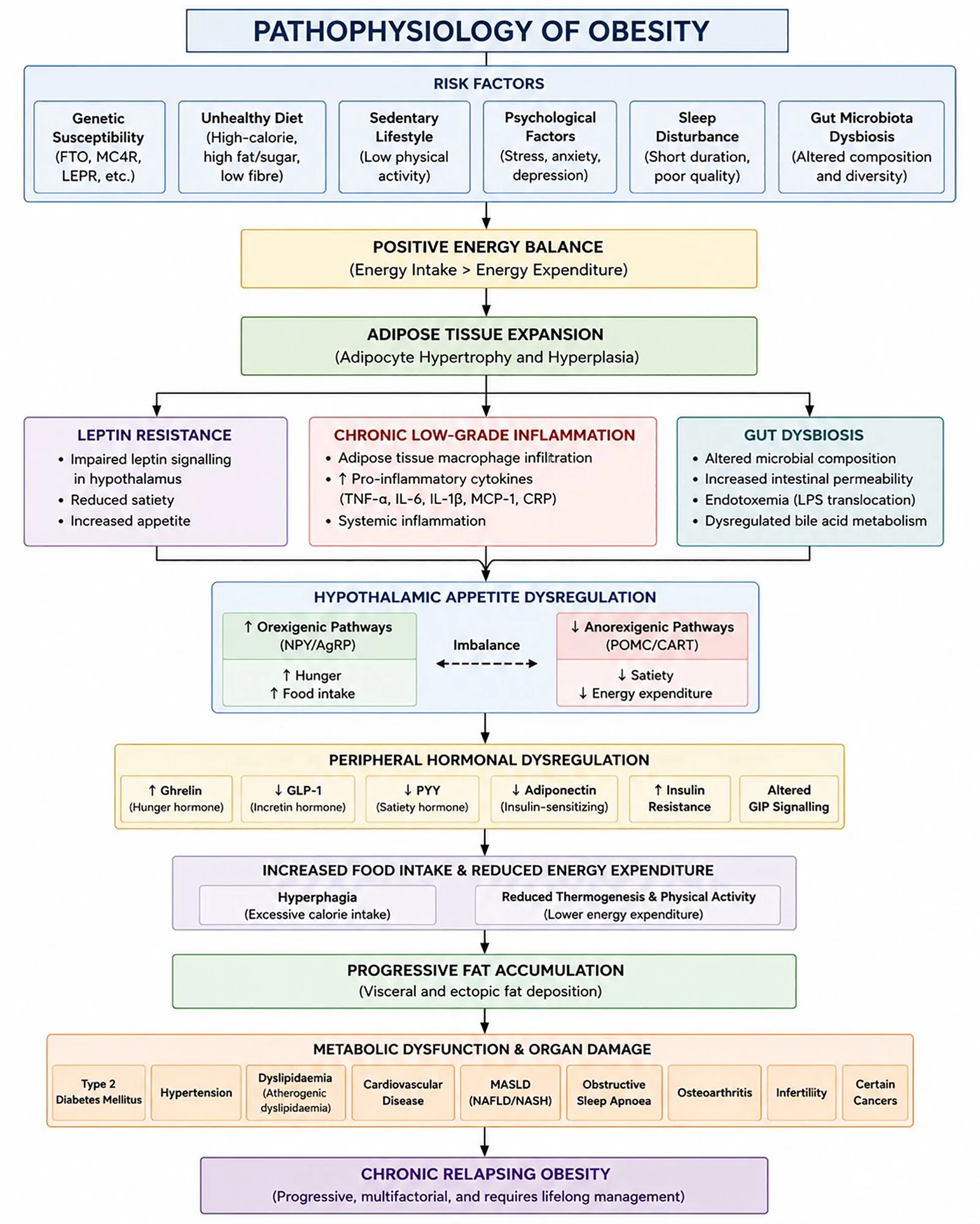 Figure 1. Pathophysiology of obesity.