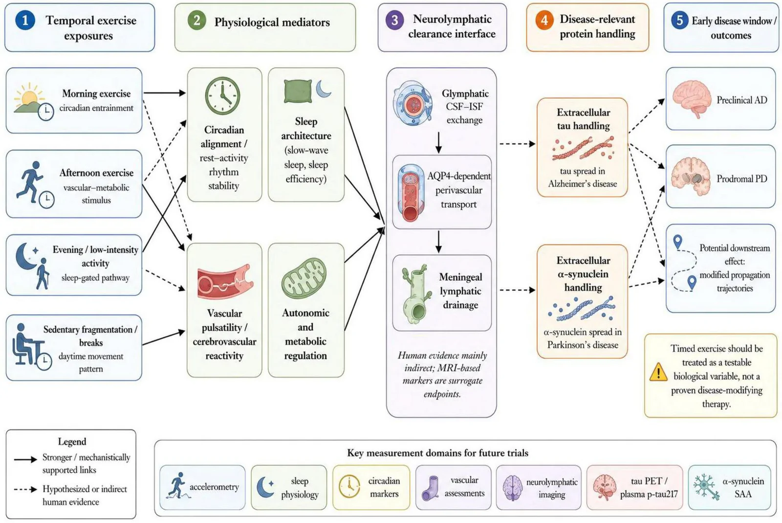 Figure 1. Conceptual framework linking exercise timing, neurolymphatic physiology, and disease-relevant protein handling in early Alzheimer’s disease and Parkinson’s disease.