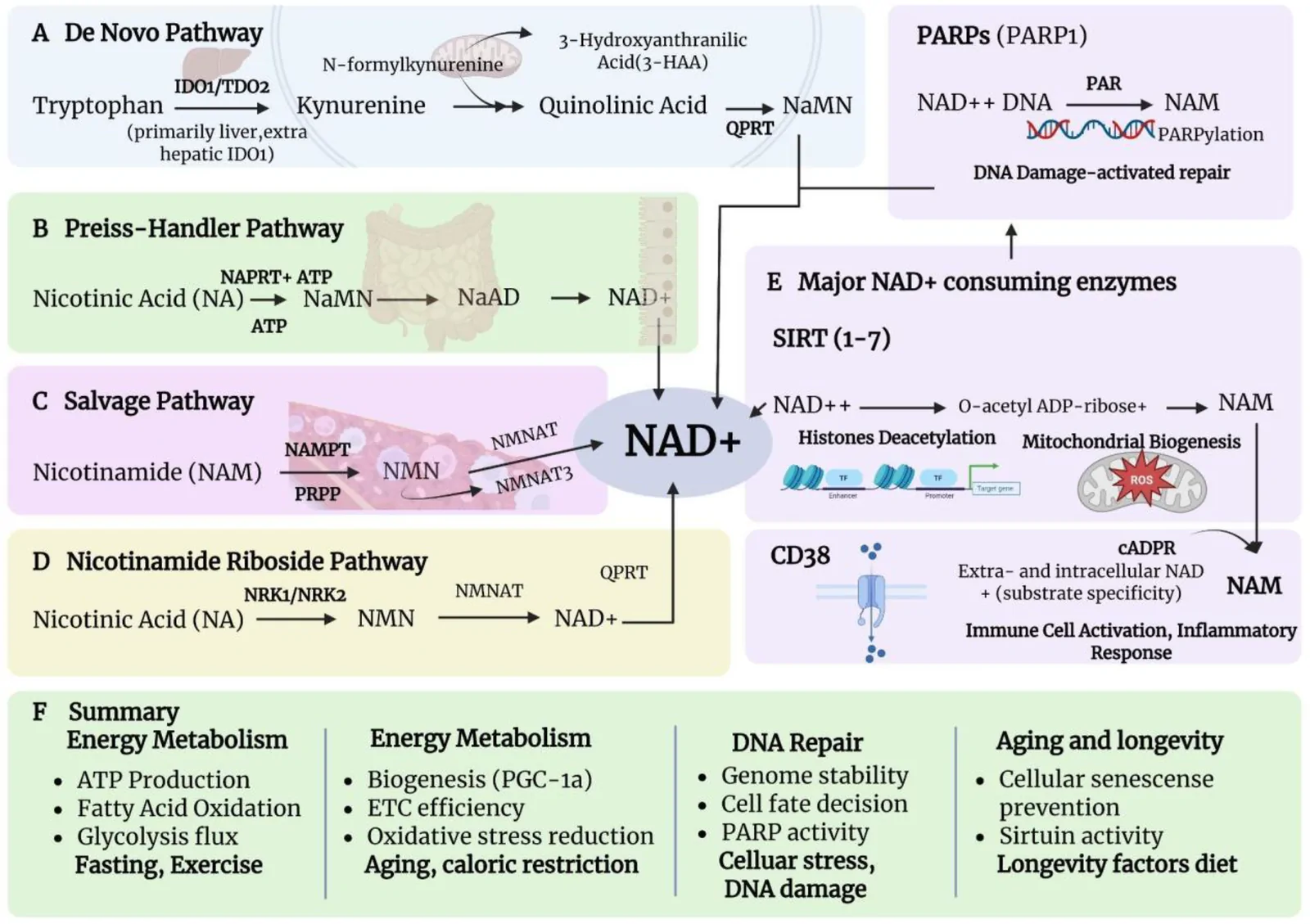 Figure 1. NAD⁺ biosynthesis pathways and major NAD+-consuming enzymes.
