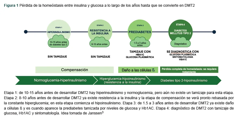 Figura 1. Pérdida de la homeóstasis entre insulina y glucosa a lo largo de los años hasta que se convierte en DMT2.