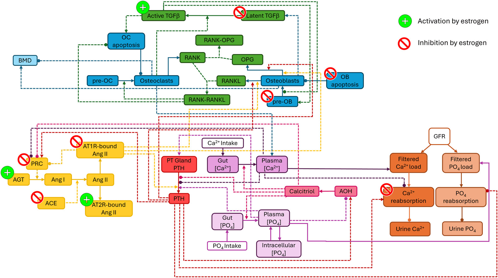 Fig 1. Schematic model of calcium regulation, bone remodeling, the renin-angiotensin system (RAS), and the impact of estrogen on these systems.