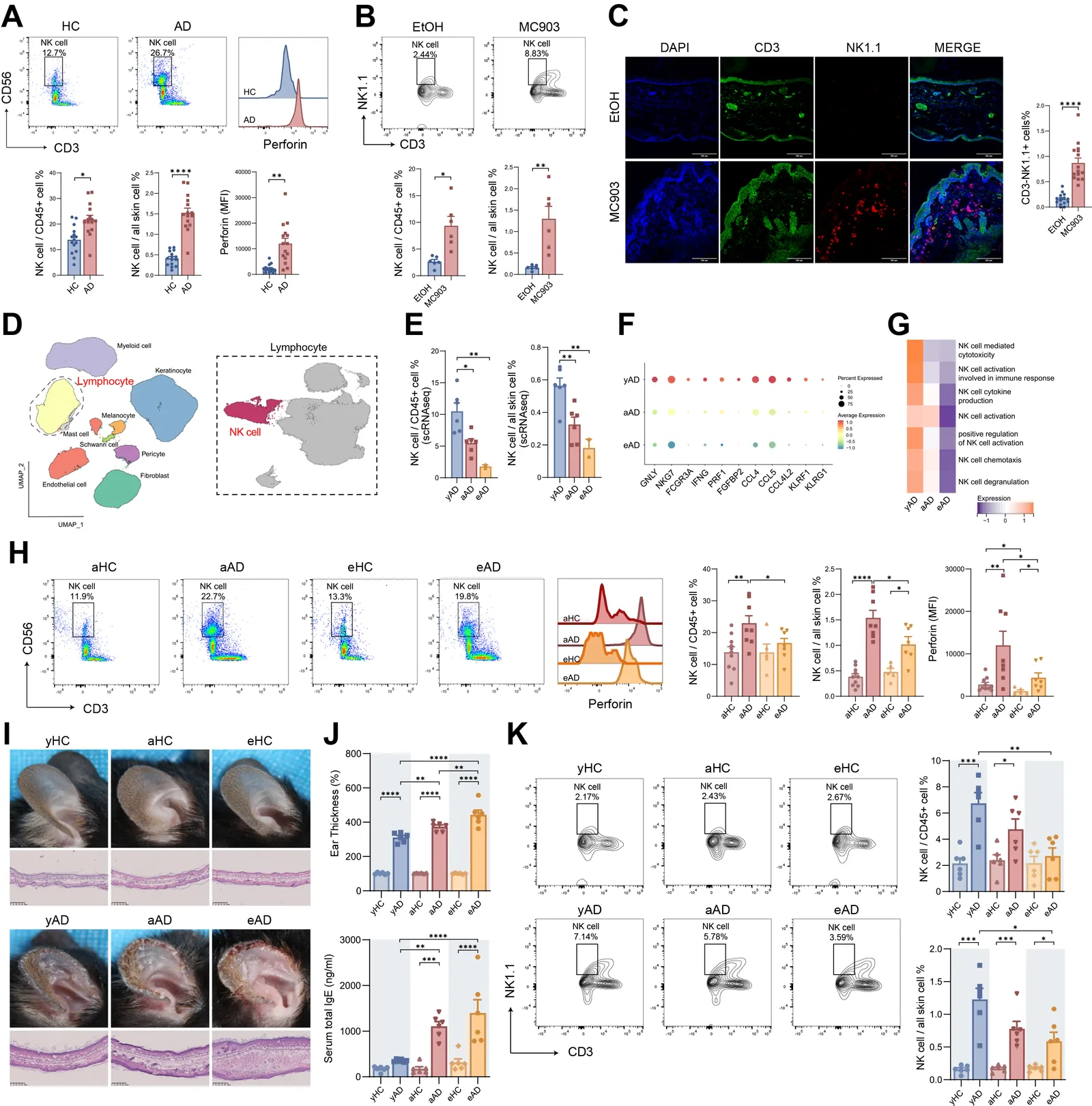 Fig. 1. Age-related changes in NK cells in the skin lesions of AD.