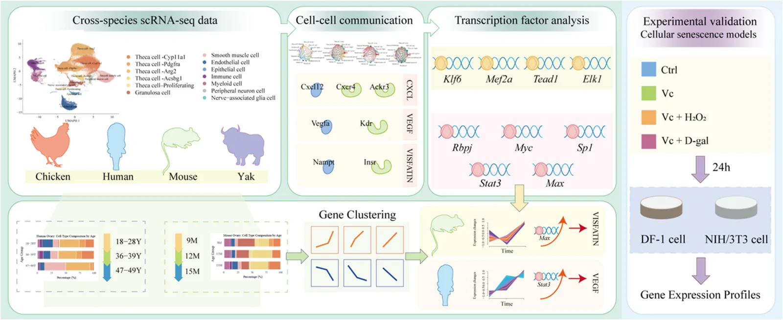 Graphical abstract from Poultry Science