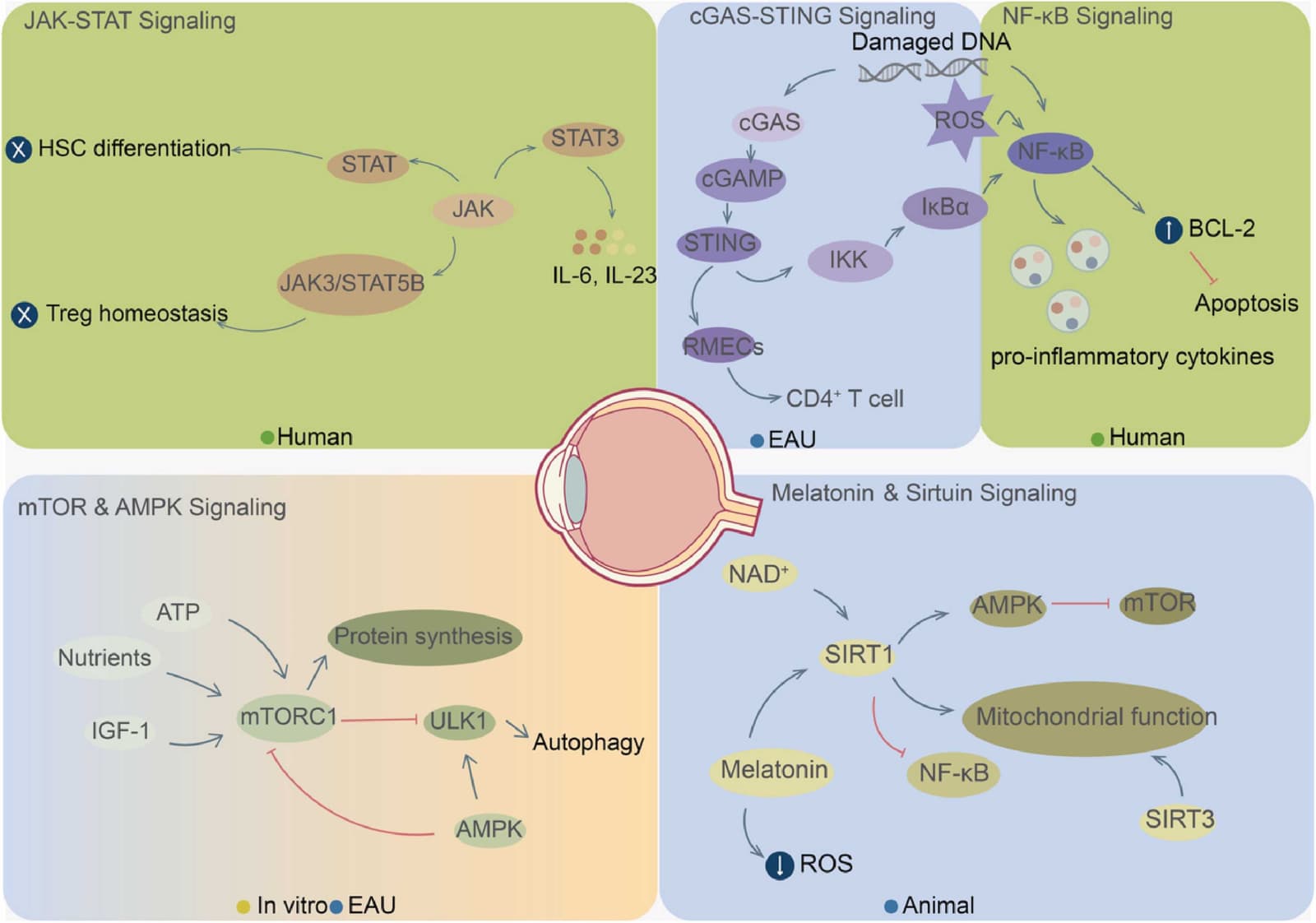 Figure 1 from Ageing Research Reviews