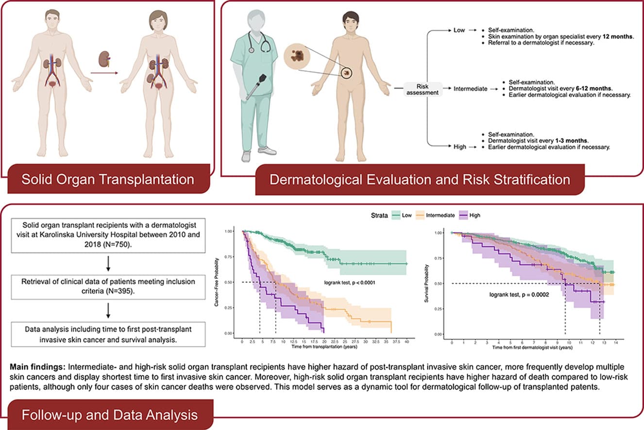 Graphical abstract from The Journal of Investigative Dermatology