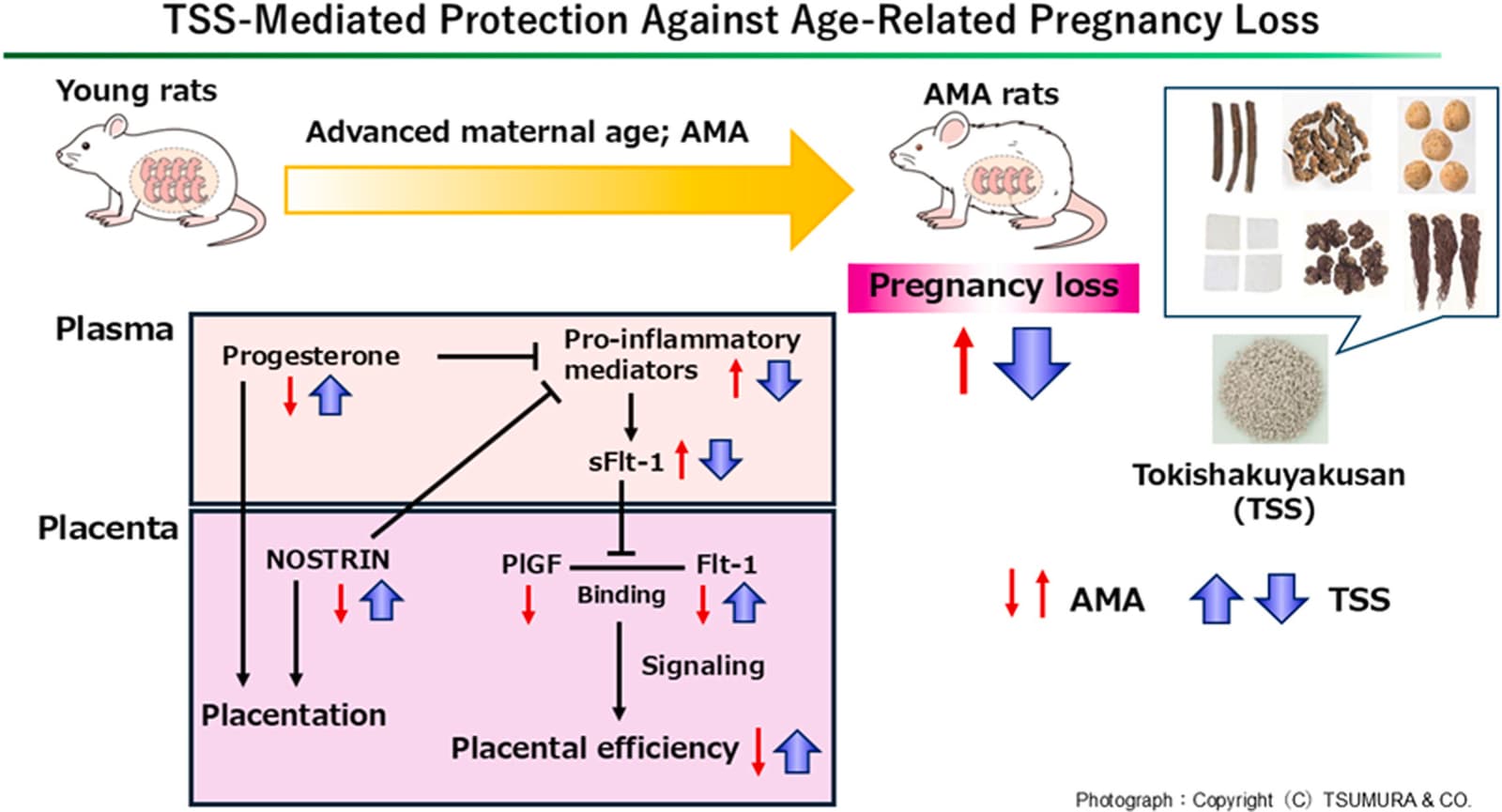 Graphical abstract from Journal of Ethnopharmacology