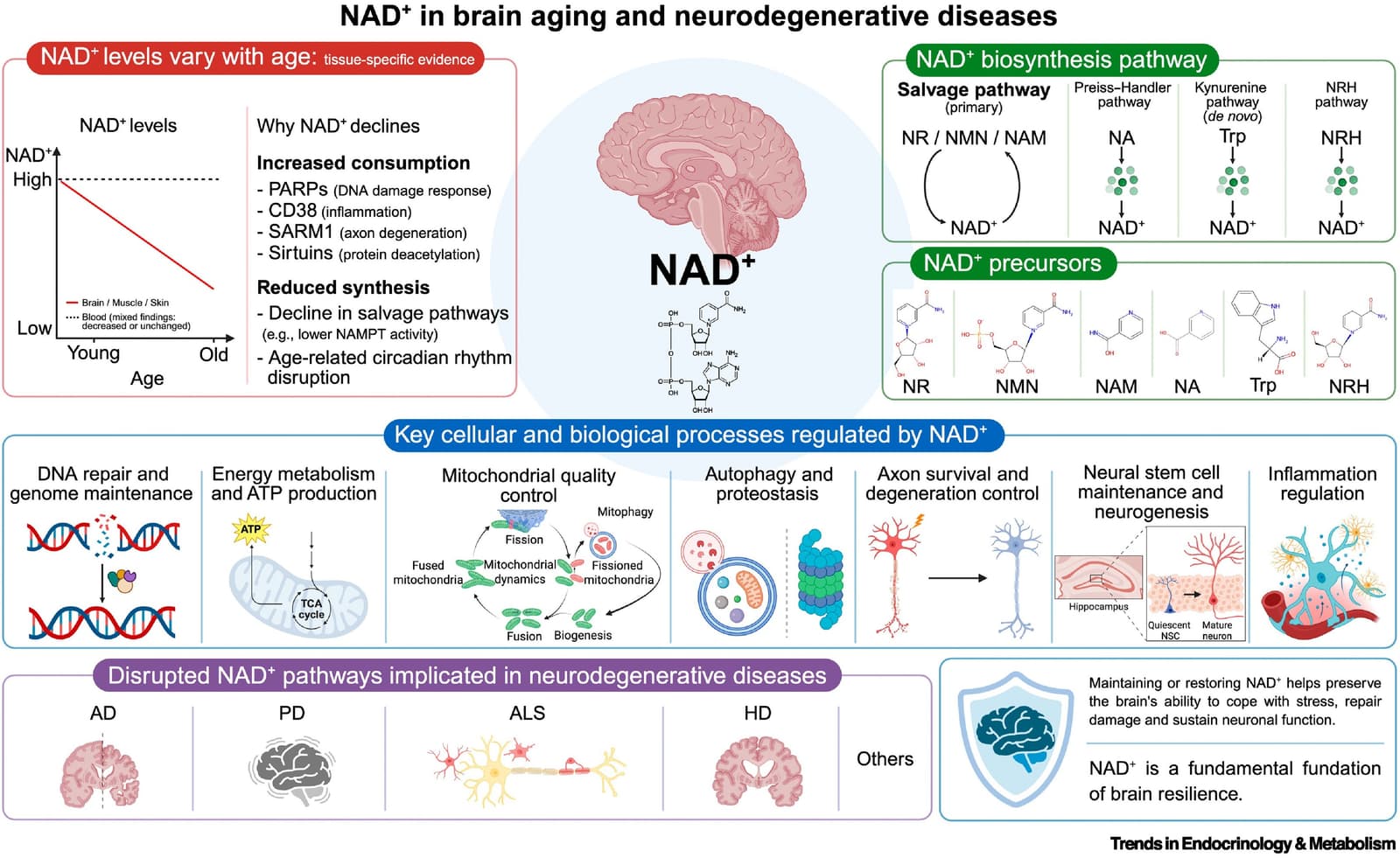 Figure 1 from Trends in Endocrinology and Metabolism