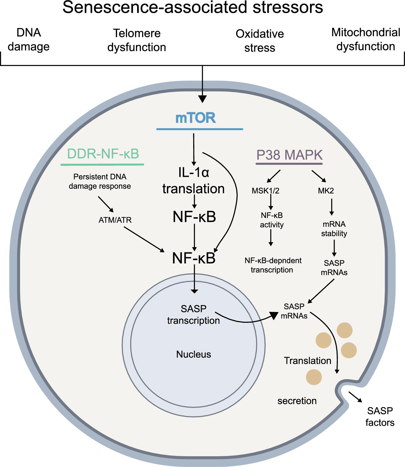 Figure 1 from Biogerontology