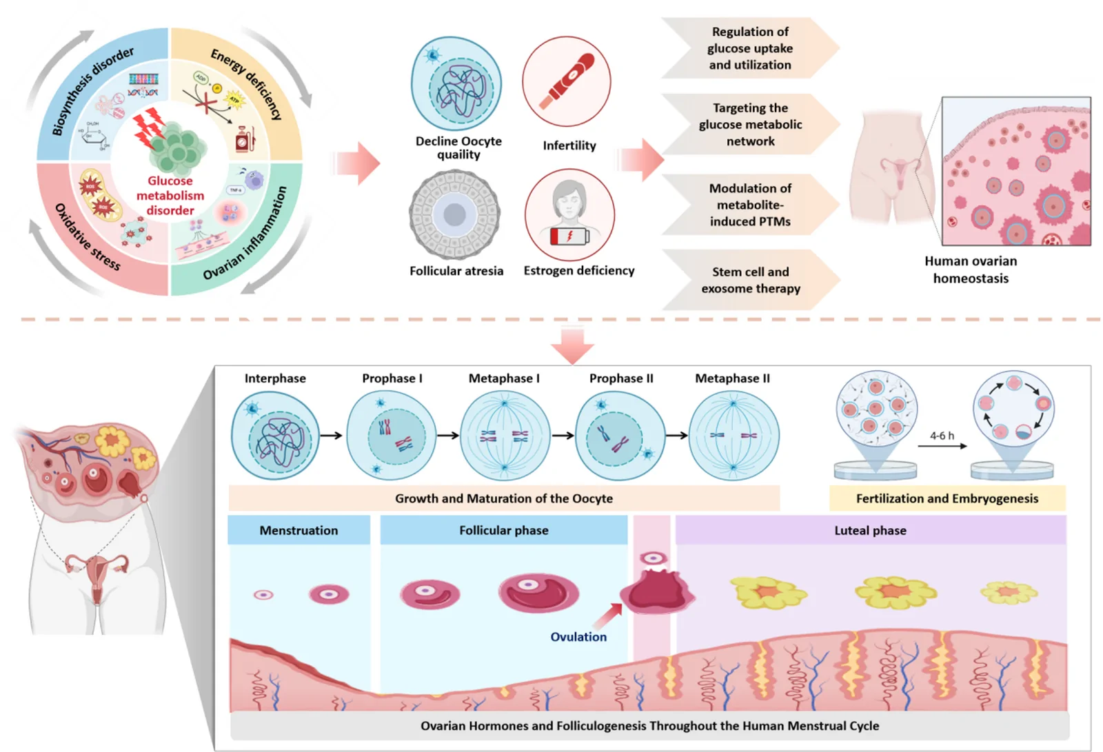 Graphical abstract from Journal of Ovarian Research
