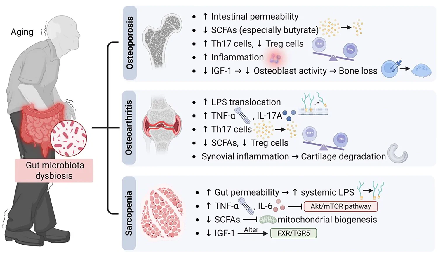 Figure 1. Aging‑associated gut dysbiosis, characterized by reduced microbial diversity, decreased short‑chain fatty acid production, and increased intestinal permeability, promotes systemic inflammation and…
