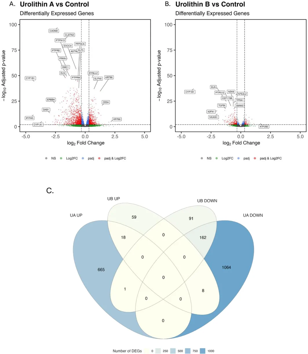 Figure 1. Volcano plots (A,B) and Ven diagram (C) of UA (5 μM) and UB (5 μM) after 24‐h treatment on human myotubes.