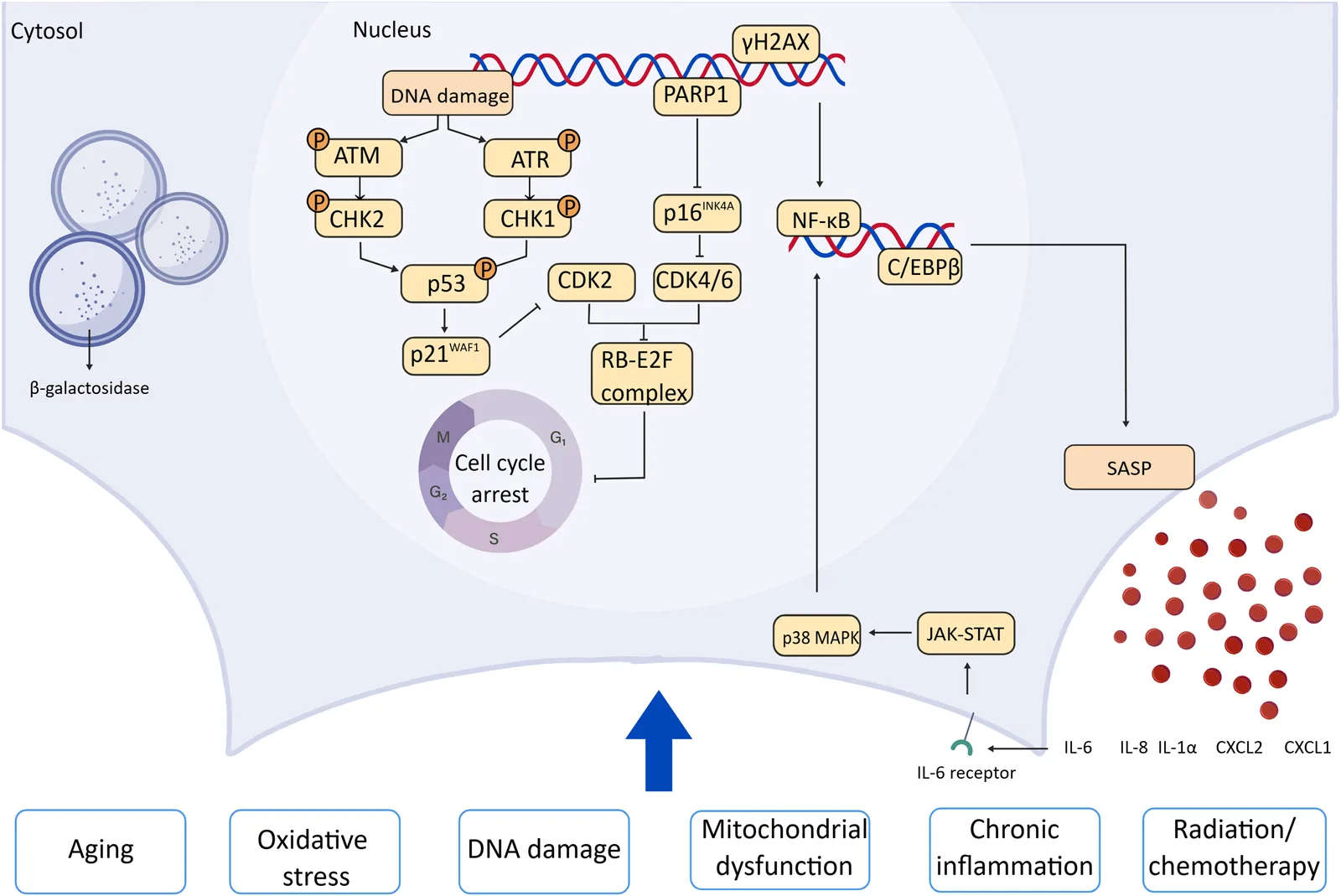 Figure 1. Mechanisms of chronic stimulation-induced urothelial/stromal cell senescence Cellular senescence is a state of permanent cell cycle arrest triggered by a variety of stress factors.