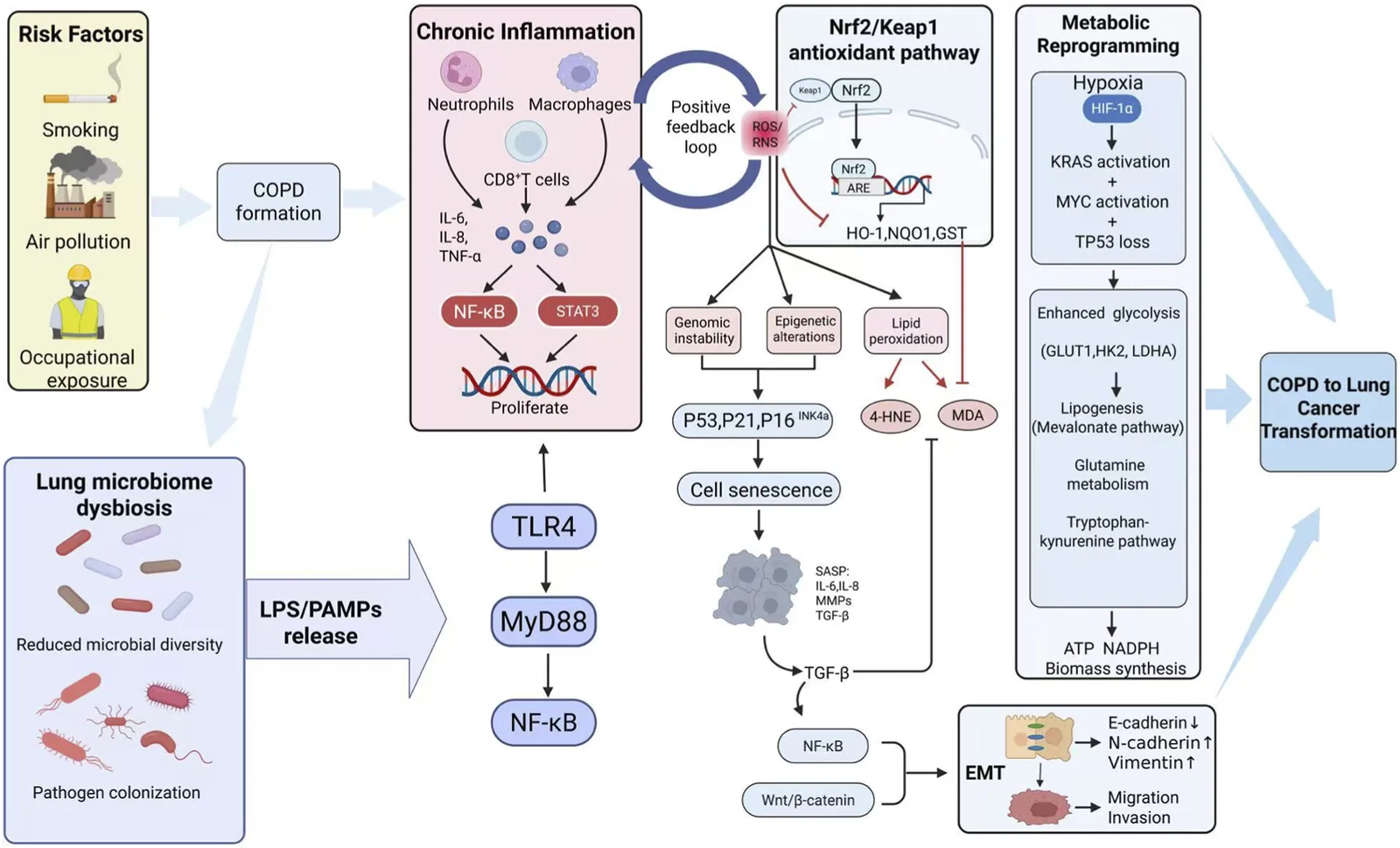 Figure 1. Pathophysiological mechanisms of COPD progression to lung cancer and sources of exhaled breath biomarkers.
