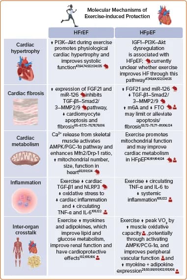 Figure 1. Molecular Mechanisms of Exercise-induced Protection