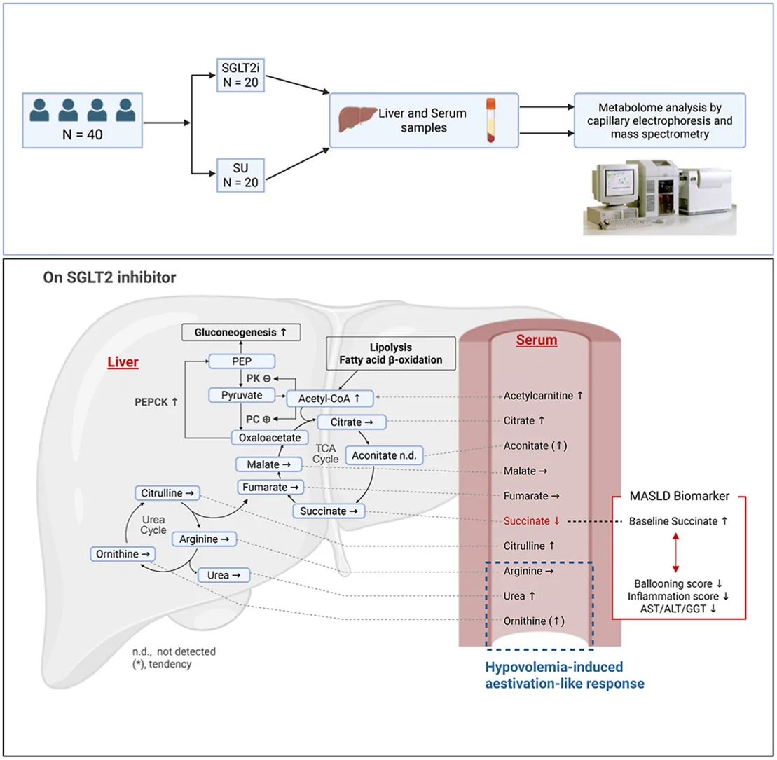 Graphical abstract from Biochemistry and Biophysics Reports