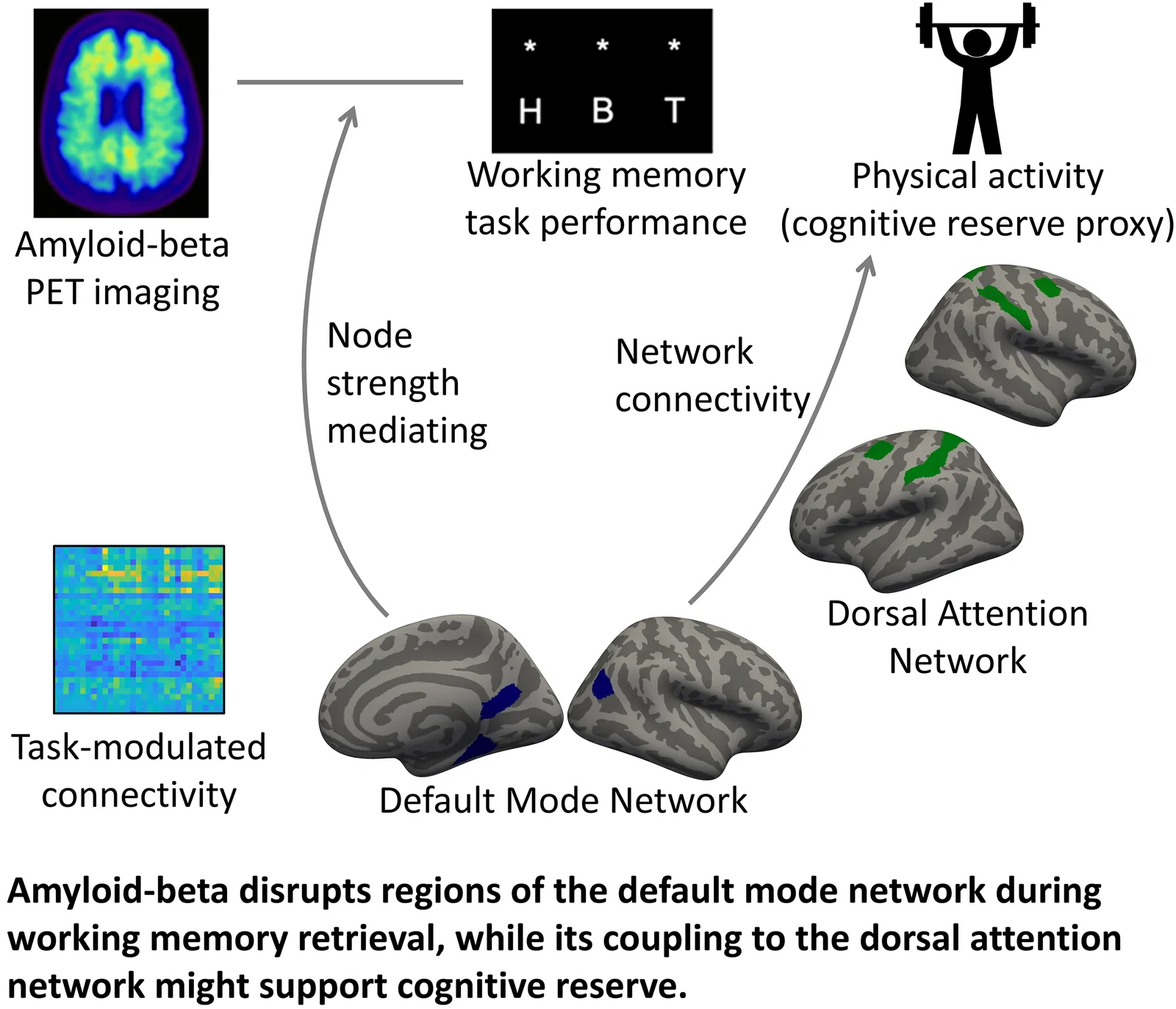 Graphical abstract from Brain Communications