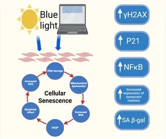 Graphical abstract from FASEB BioAdvances