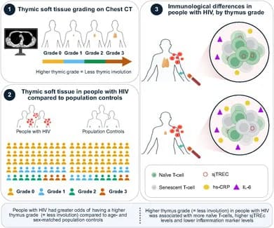 Graphical abstract from Aging Cell