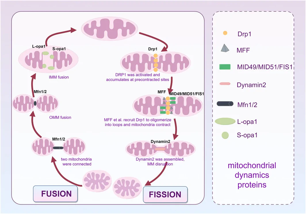 Figure 1. Schematic illustration of mitochondrial dynamics: molecular mechanisms of fusion and fission (by Figdraw).