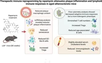 Graphical abstract from Aging Cell