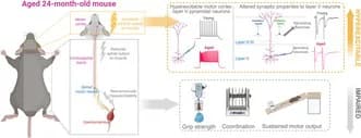 Graphical abstract from Aging Cell