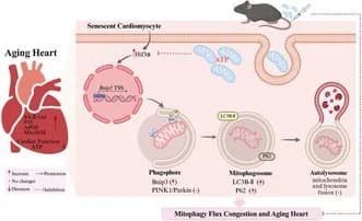 Graphical abstract from Aging Cell