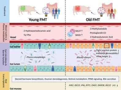 Graphical abstract from Aging Cell