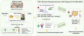 Graphical abstract from Aging Cell