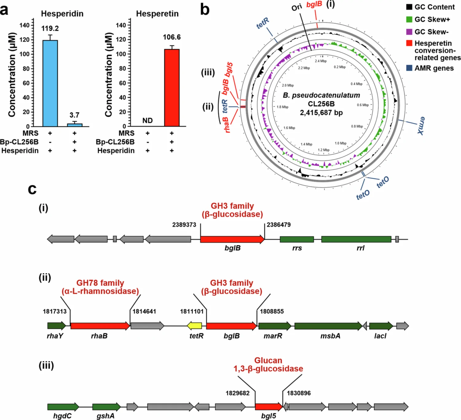 Figure 1. Bioconversion of hesperetin from hesperidin by B. pseudocatenulatum CL256B (Bp-CL256B) and its whole genome sequencing.