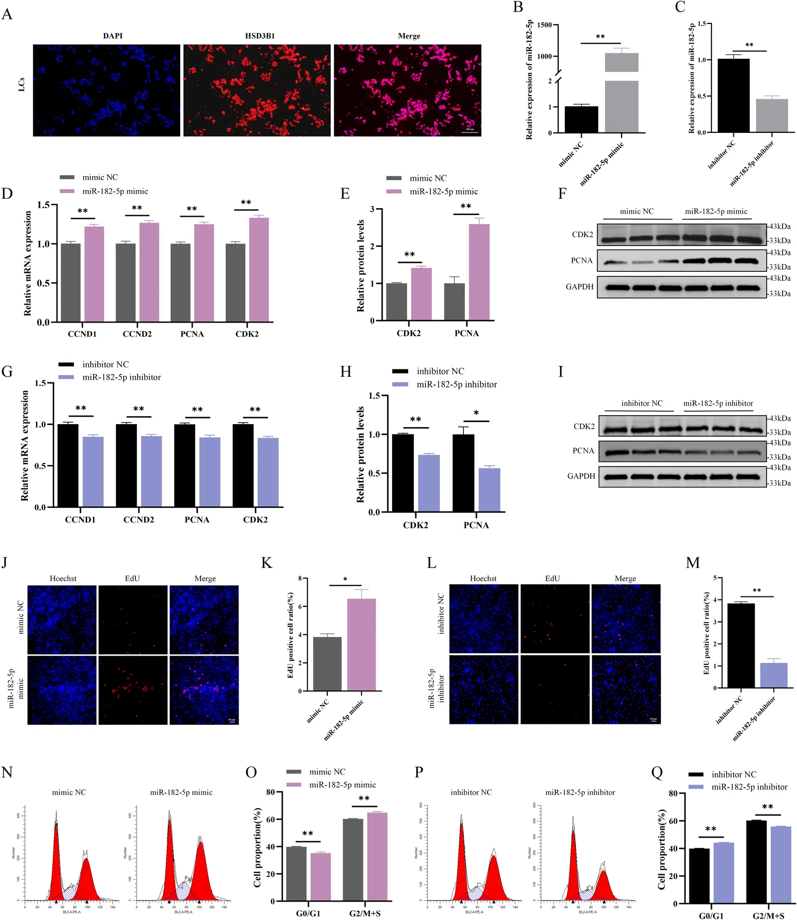 Fig. 1. MiR-182-5p promotes chicken LCs proliferation.