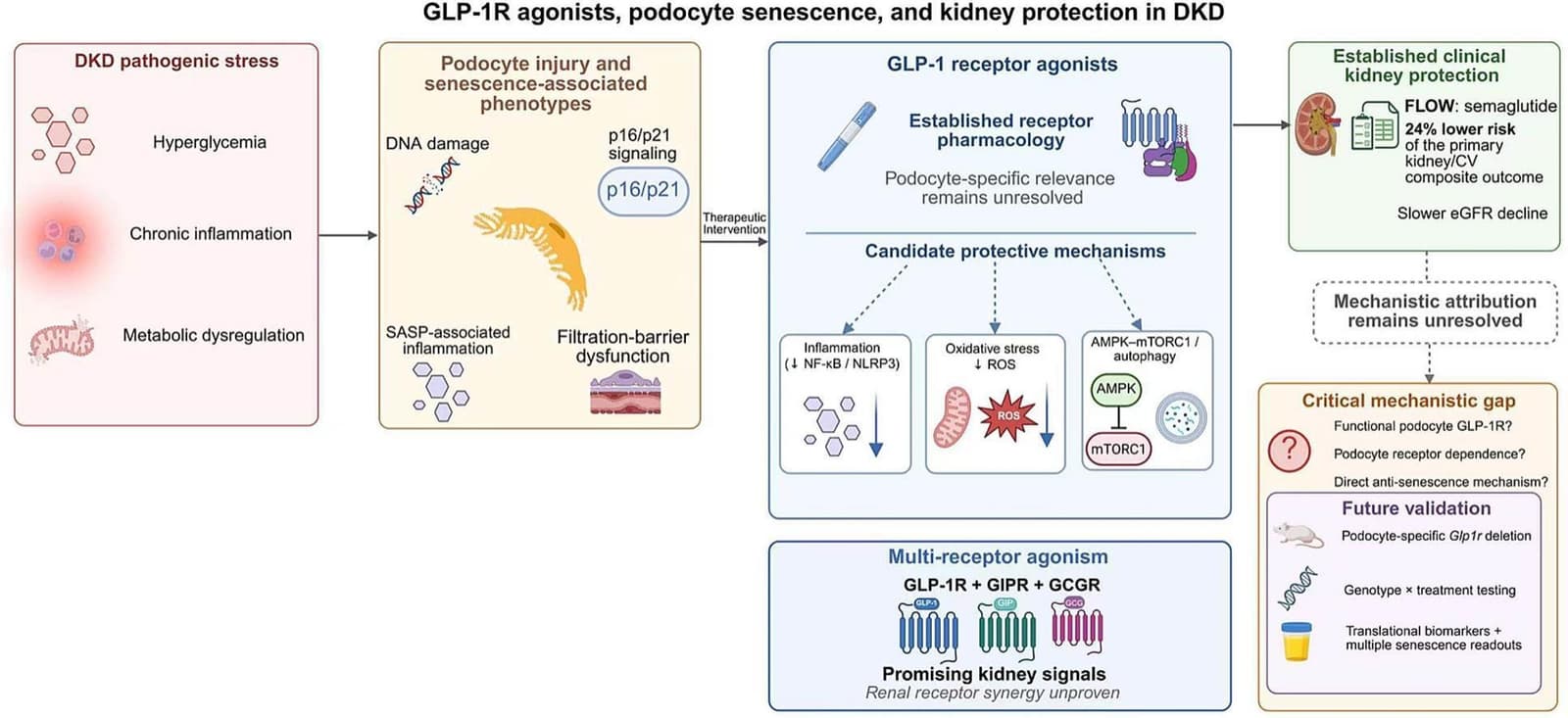 Graphical abstract from Biochemical Pharmacology