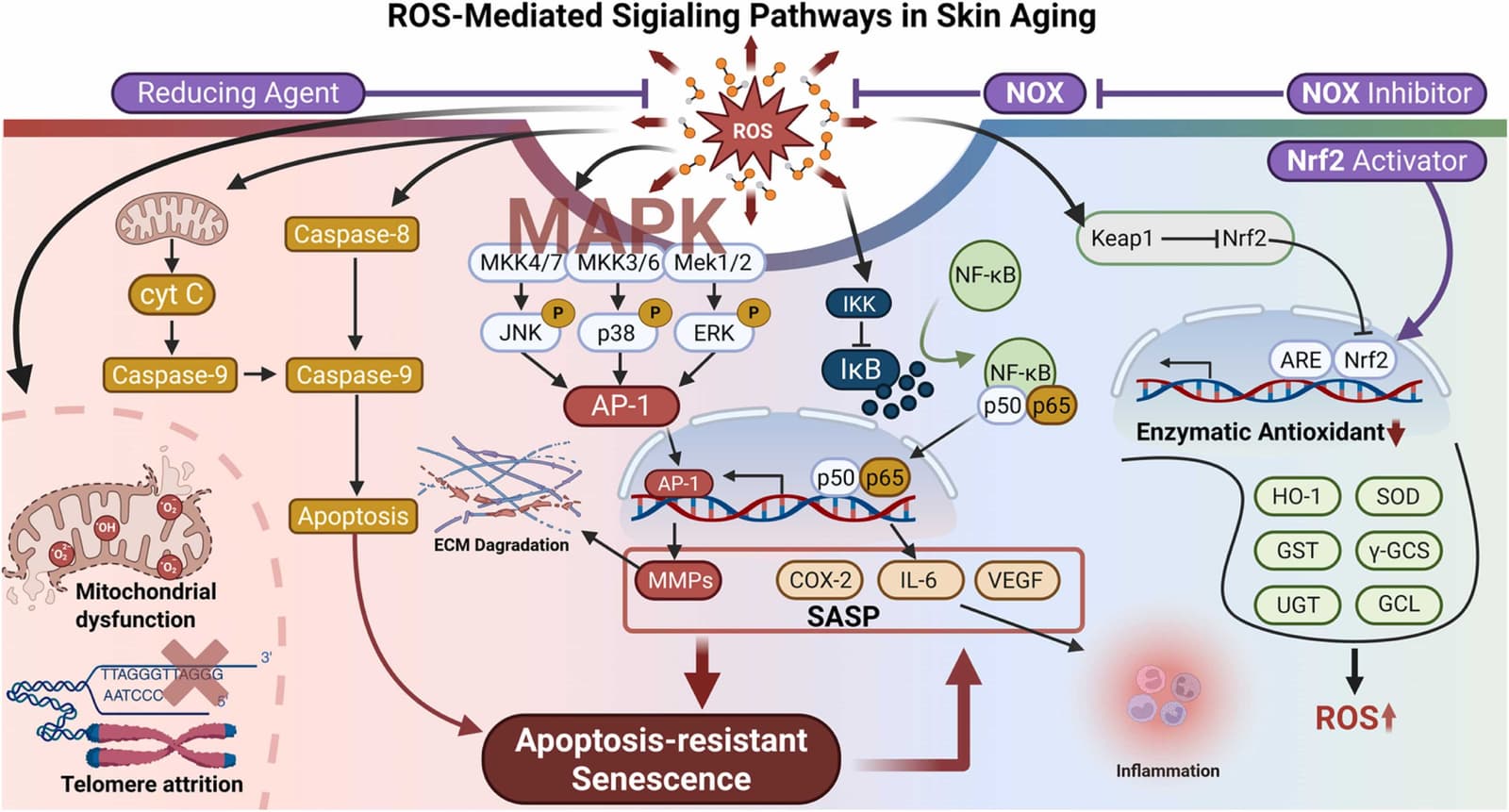 Figure 1 from Ageing Research Reviews