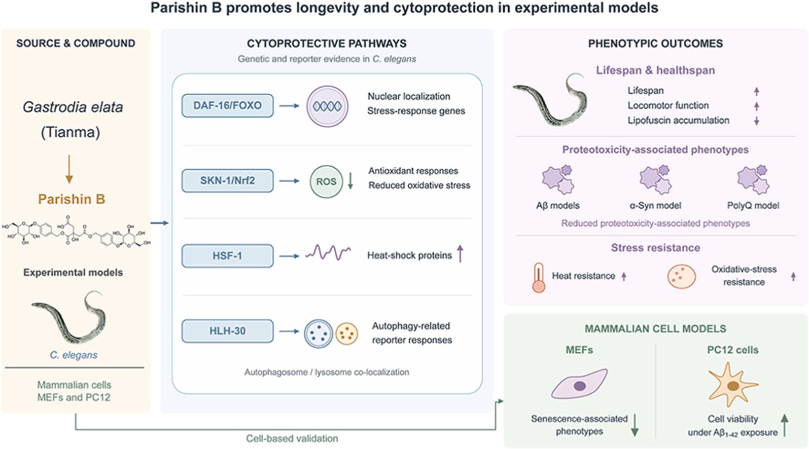 Graphical abstract from Journal of Ethnopharmacology
