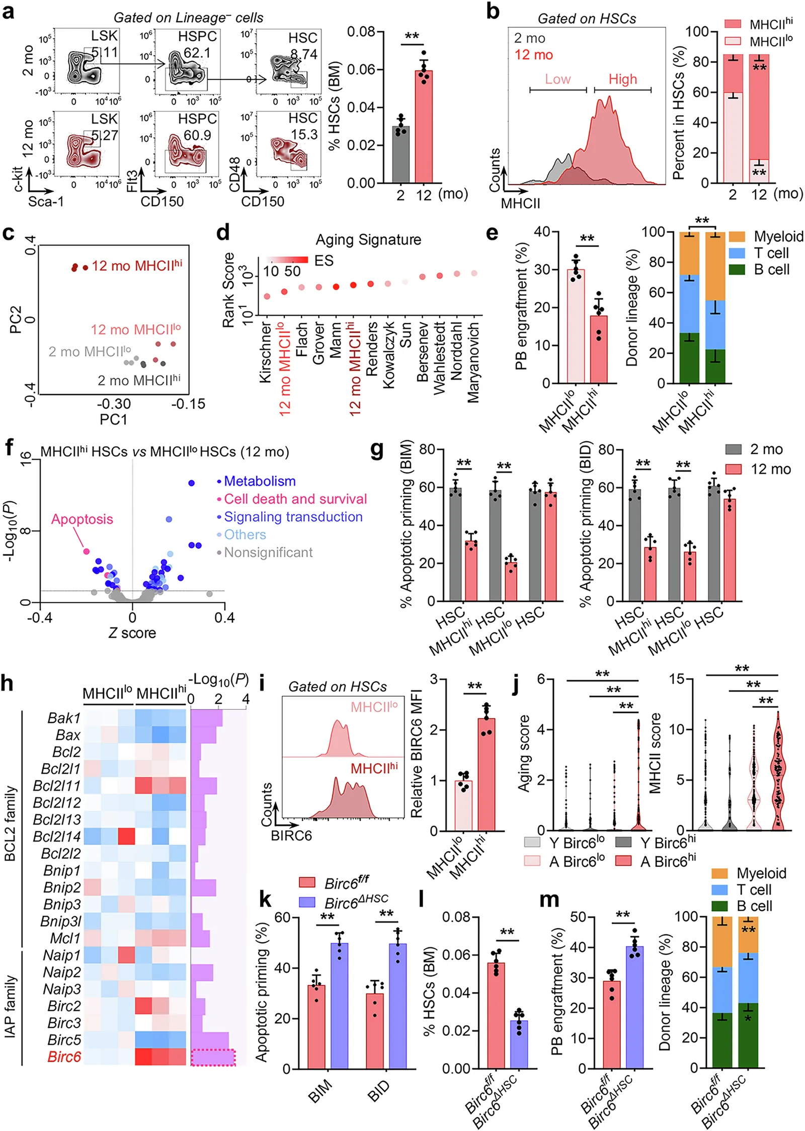 Fig. 1. Upregulated BIRC6 signaling diminishes apoptotic priming in aged HSCs.