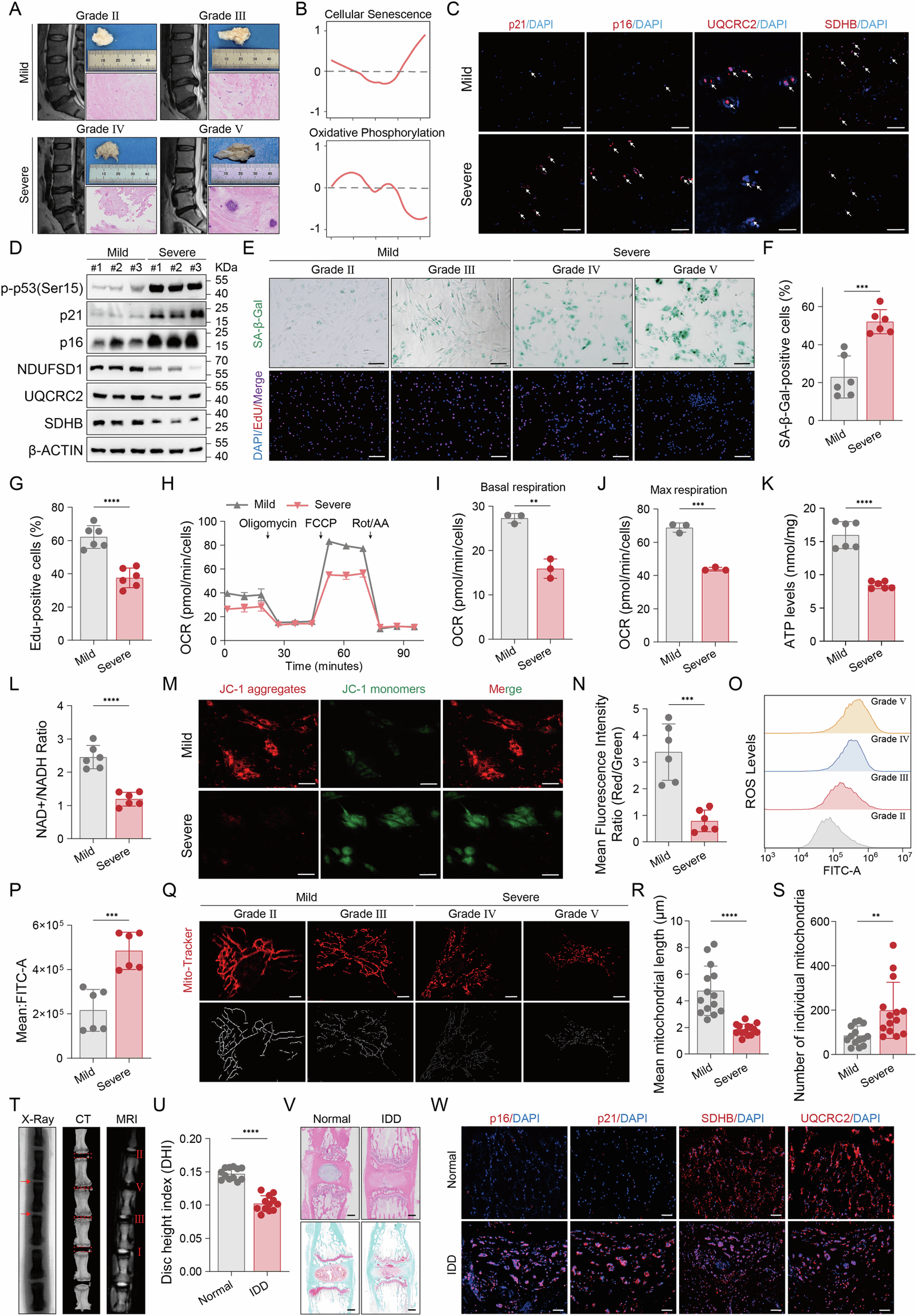 Figure 1 from Cell Death and Differentiation